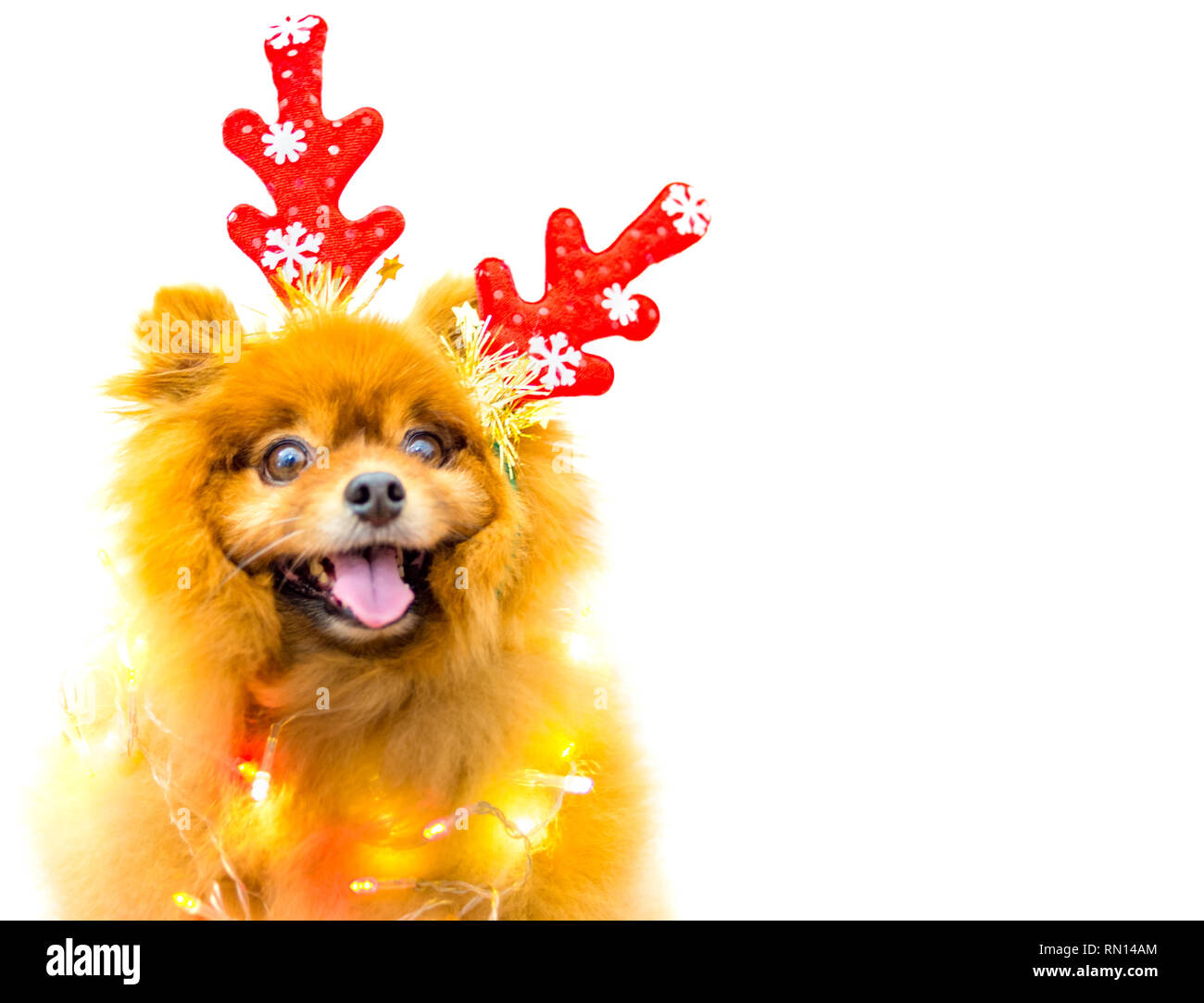 funny dog with christmas decoration isolated Stock Photo