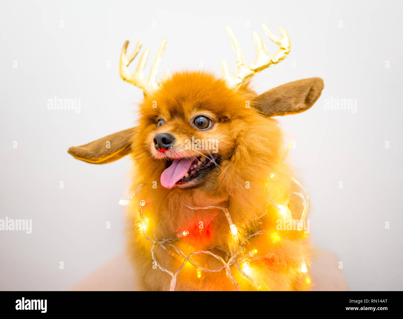 funny dog with christmas decoration lights Stock Photo