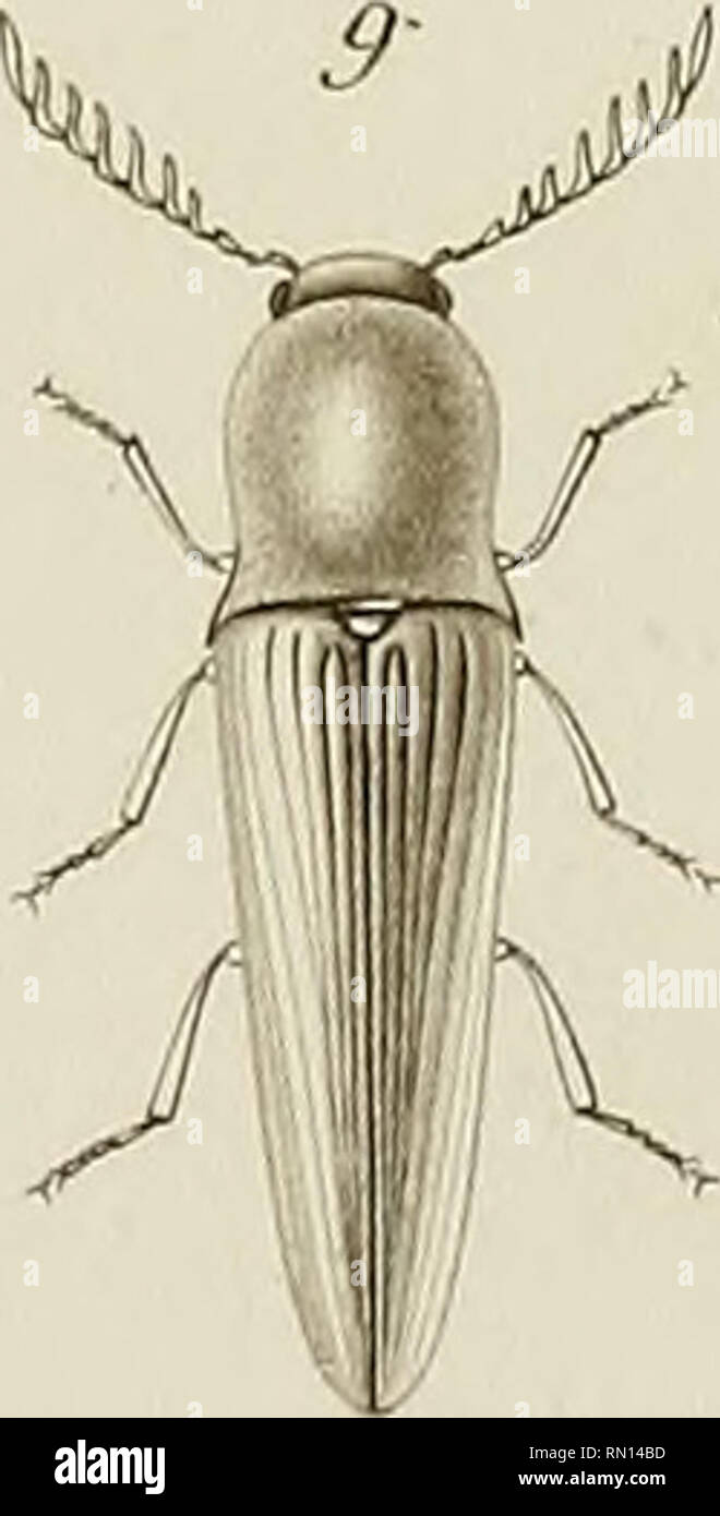 Annales De La Societe Entomologique De France 1 T Umi N R Dciyroll M 2 Diver Riur Cvrbu Sctup 5 Deitometopiur Arrxœmcomw Stuy C S Alacer R Lonie Opii I Fit Rripej Fooeolatuj Guerin
