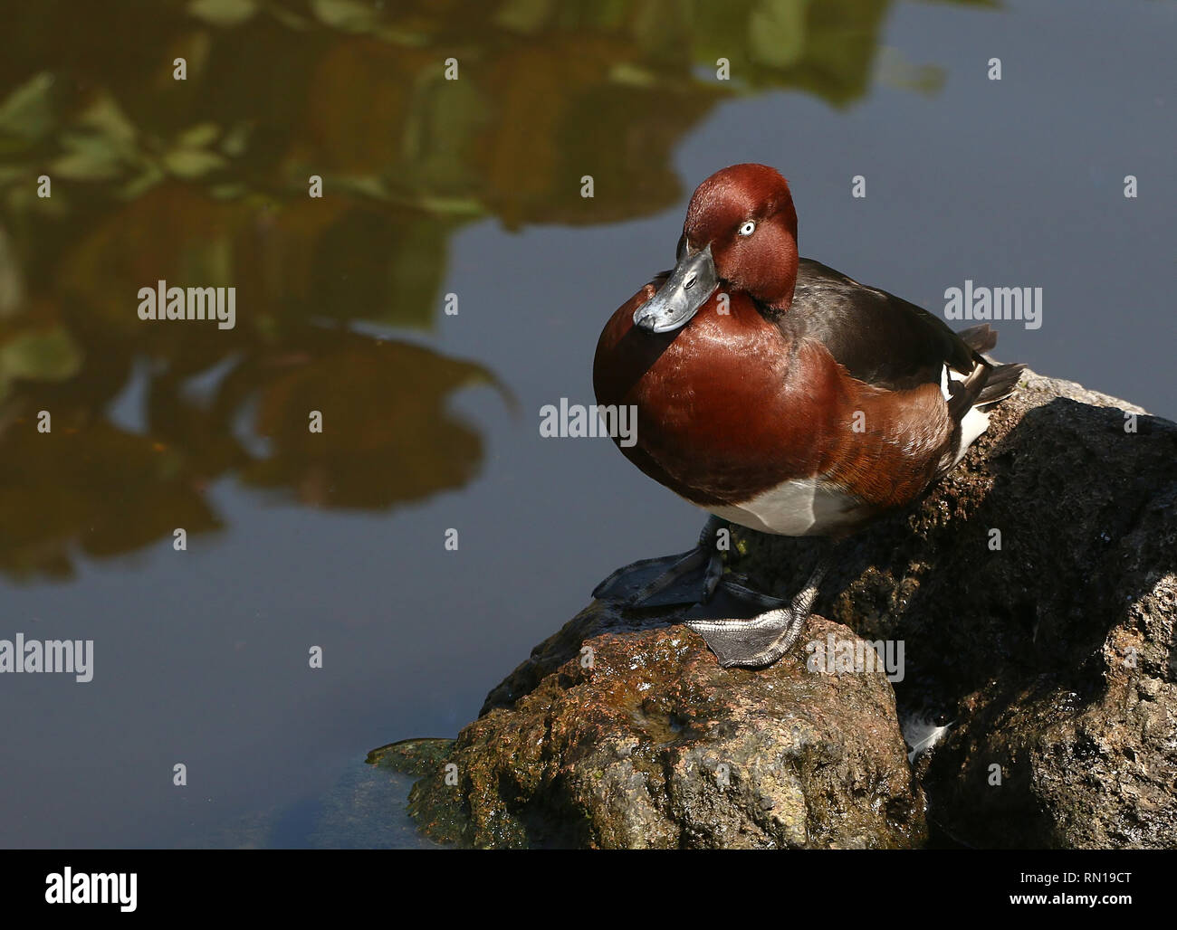 Ferruginous duck or pochard (Aythya nyroca) posing on the shore Stock Photo