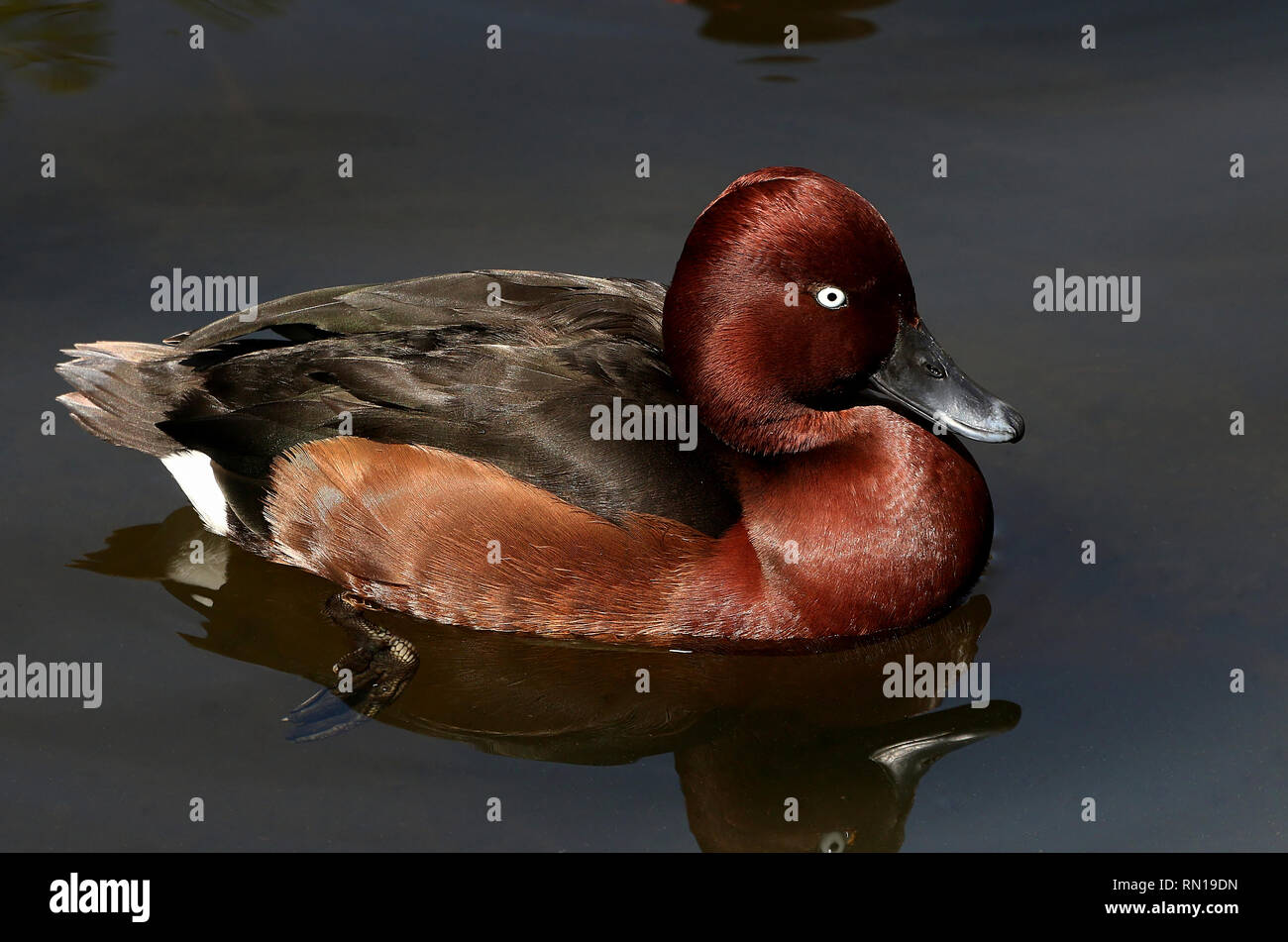 Ferruginous duck or pochard (Aythya nyroca) swimming in a lake Stock Photo