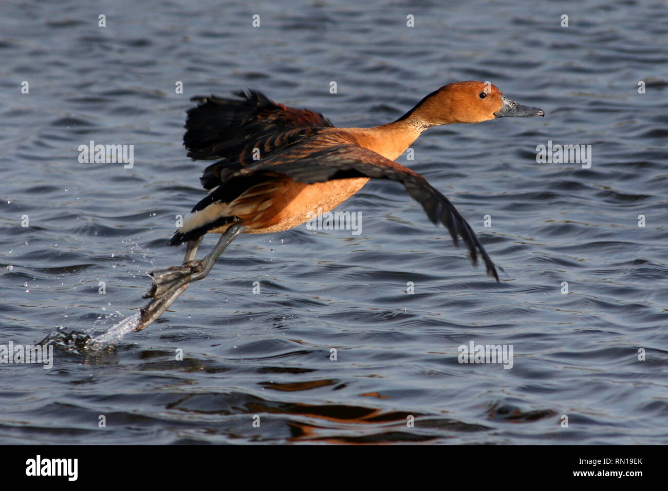 Fulvous whistling duck (Dendrocygna bicolor) taking off into  flight. Stock Photo