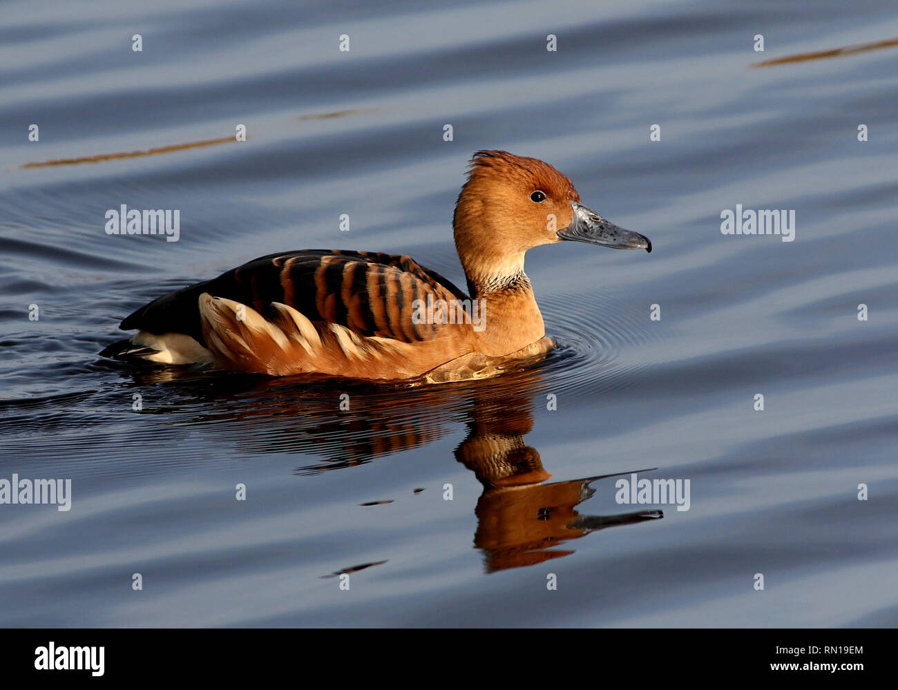 Swimming Fulvous whistling duck (Dendrocygna bicolor) - Native to Tropical South America, Caribbean, East Africa and India Stock Photo