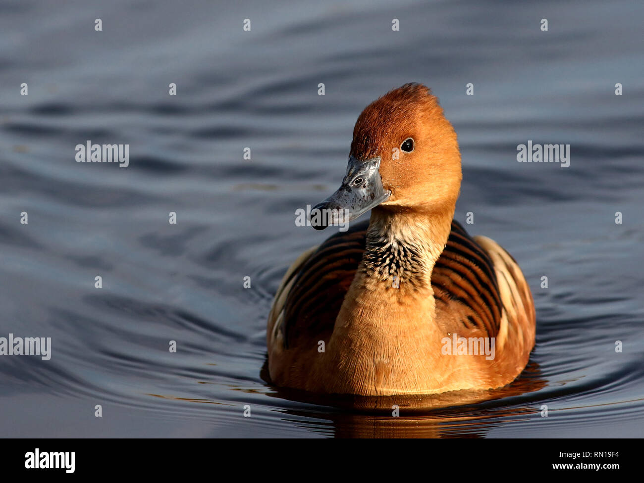 Swimming Fulvous whistling duck (Dendrocygna bicolor) - Native to Tropical South America, Caribbean, East Africa and India Stock Photo