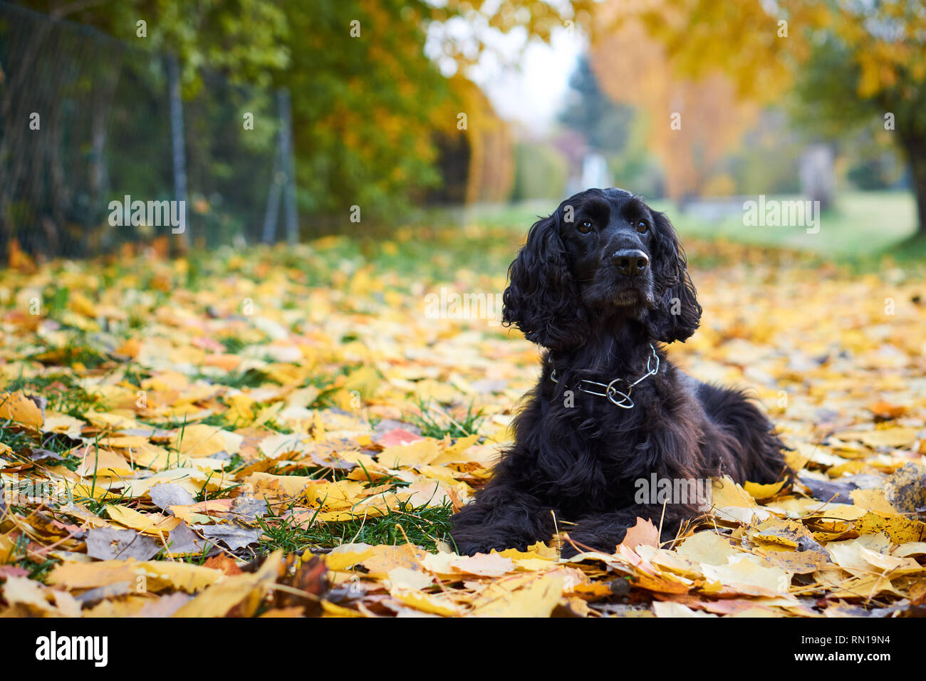Cocker Spaniel autumn Stock Photo - Alamy