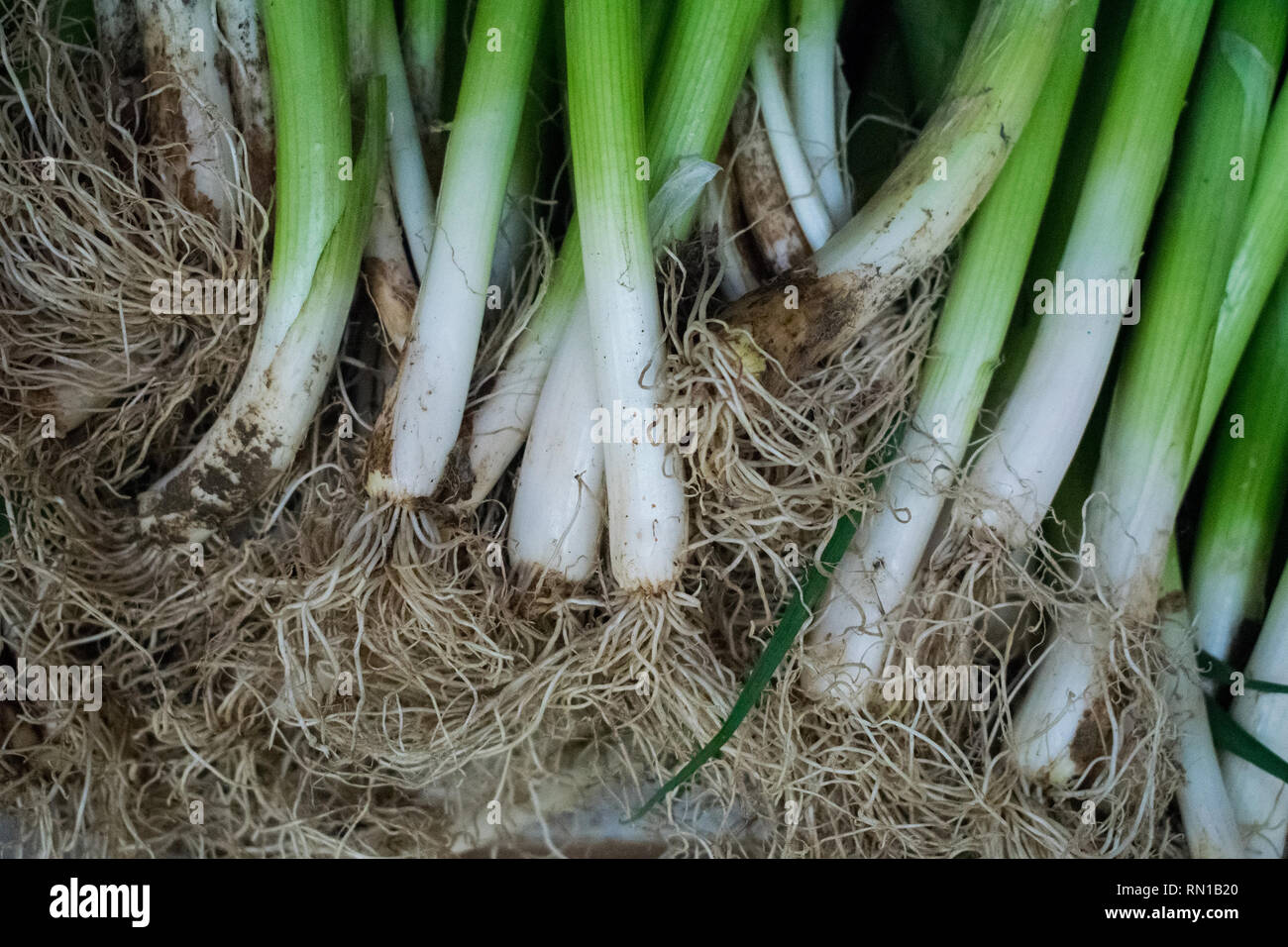 One Scallion With Roots Scallions roots hi-res stock photography and images - Alamy