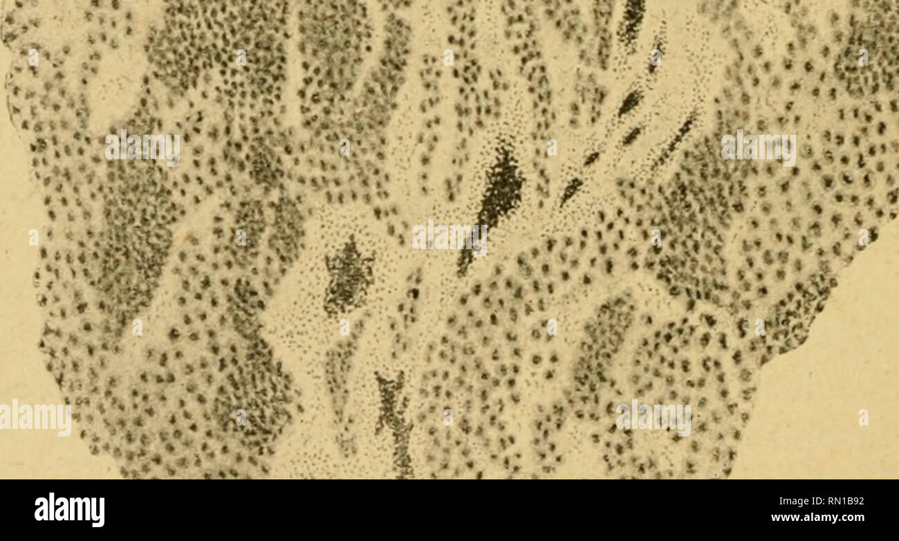 Vc 8 High Resolution Stock Photography And Images Alamy