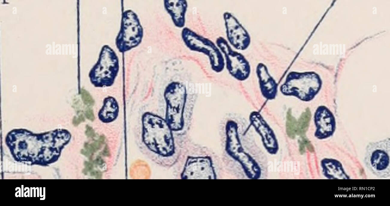 Annales De L Institut Pasteur Science Allergy And Immunology Medicine Microbiology Annales De L Institut Pasteur Voixvi Pl Lll Mem Levaditi M O S M I M I Amp M V Lt Lt Lt I Quot Quot 4 Amp N