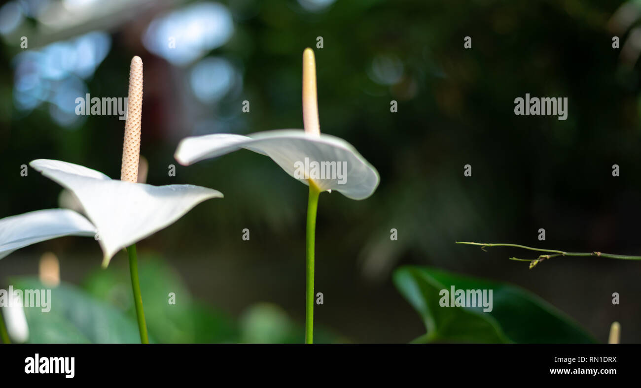 White flamingo Flower, anthurium, tailflower, or boy flower. Stock Photo
