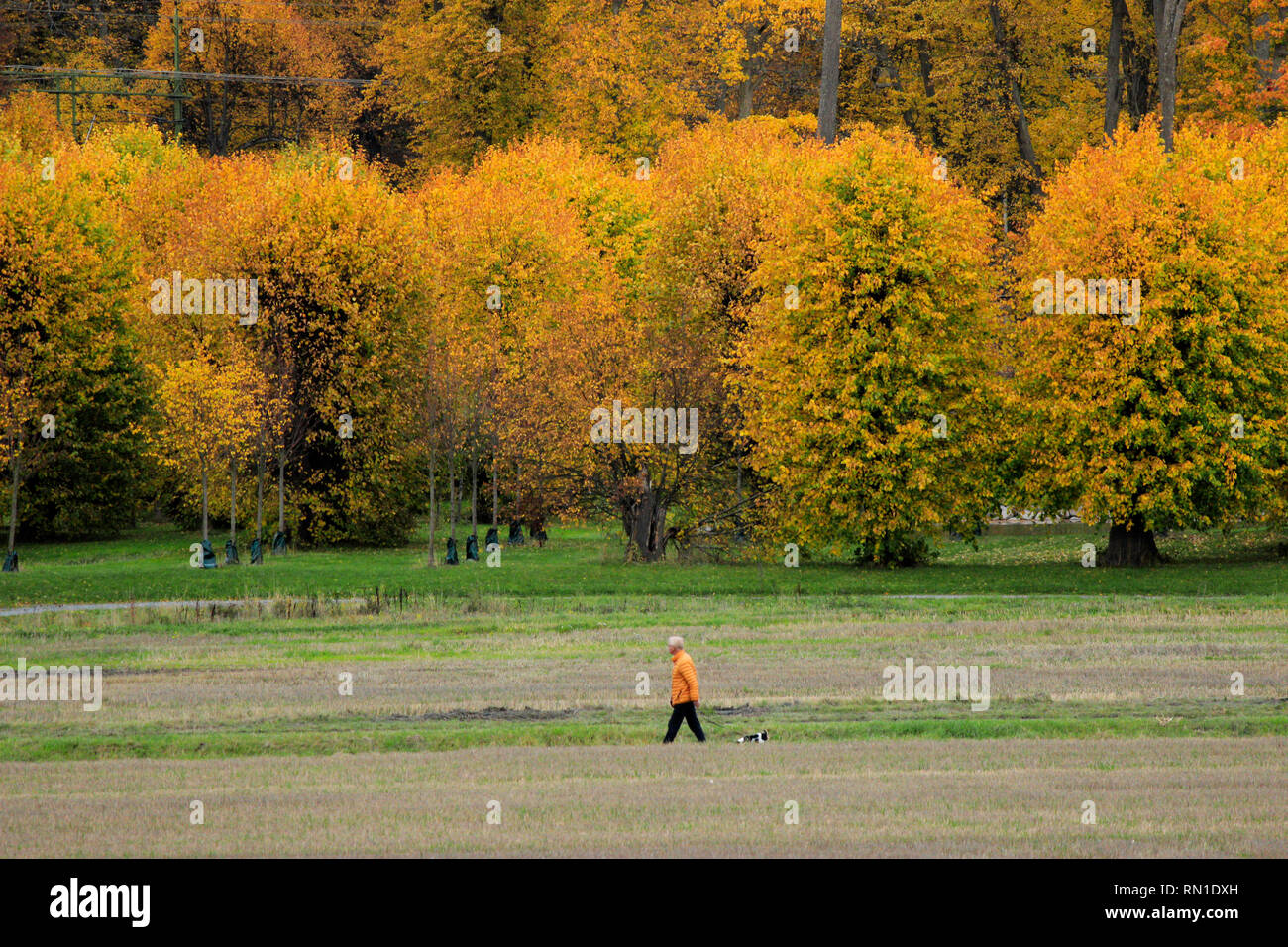 Man walking with his dog, gazing at the surrounding warm coloured foliage landscape of Barockparken.Upplands Vasby, Sweden Stock Photo