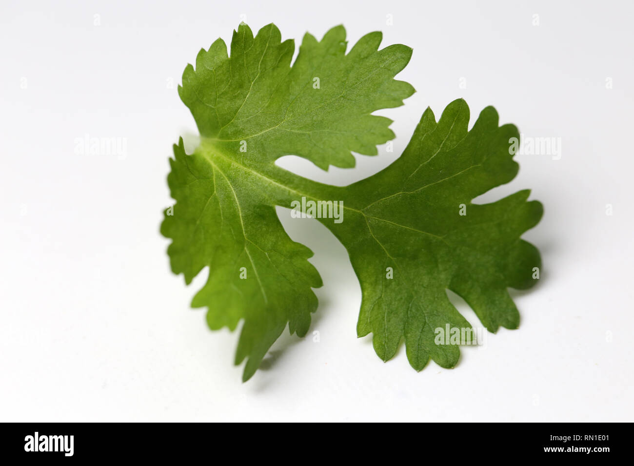 Coriander leaves texture hires stock photography and images Alamy