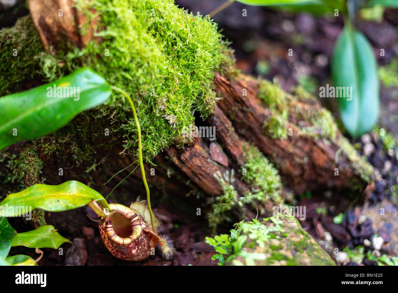carnivorous pitcher plant and moss Stock Photo Alamy