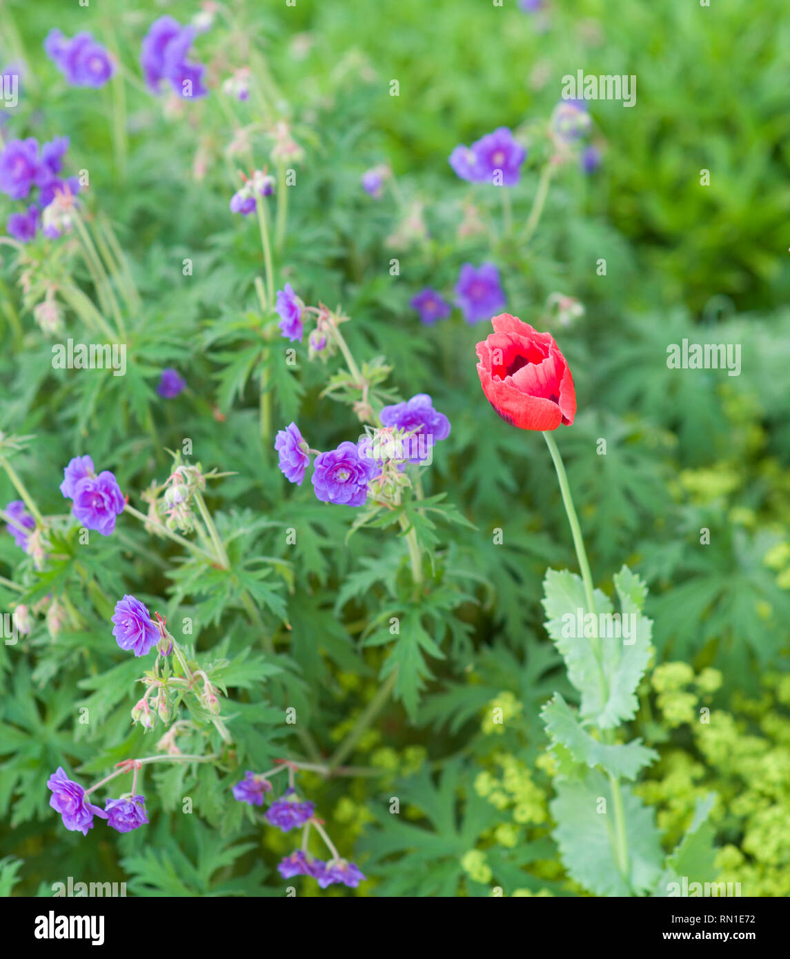 Red tulip growing amongst a Geranium 'Rozanne' plant Stock Photo