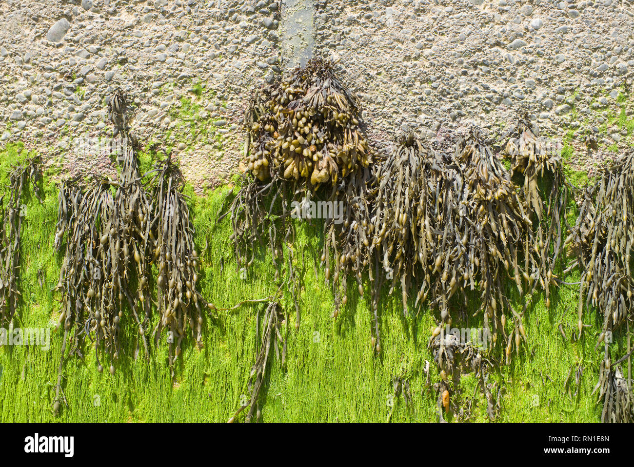 Seaweed and algae on a sea wall Stock Photo Alamy