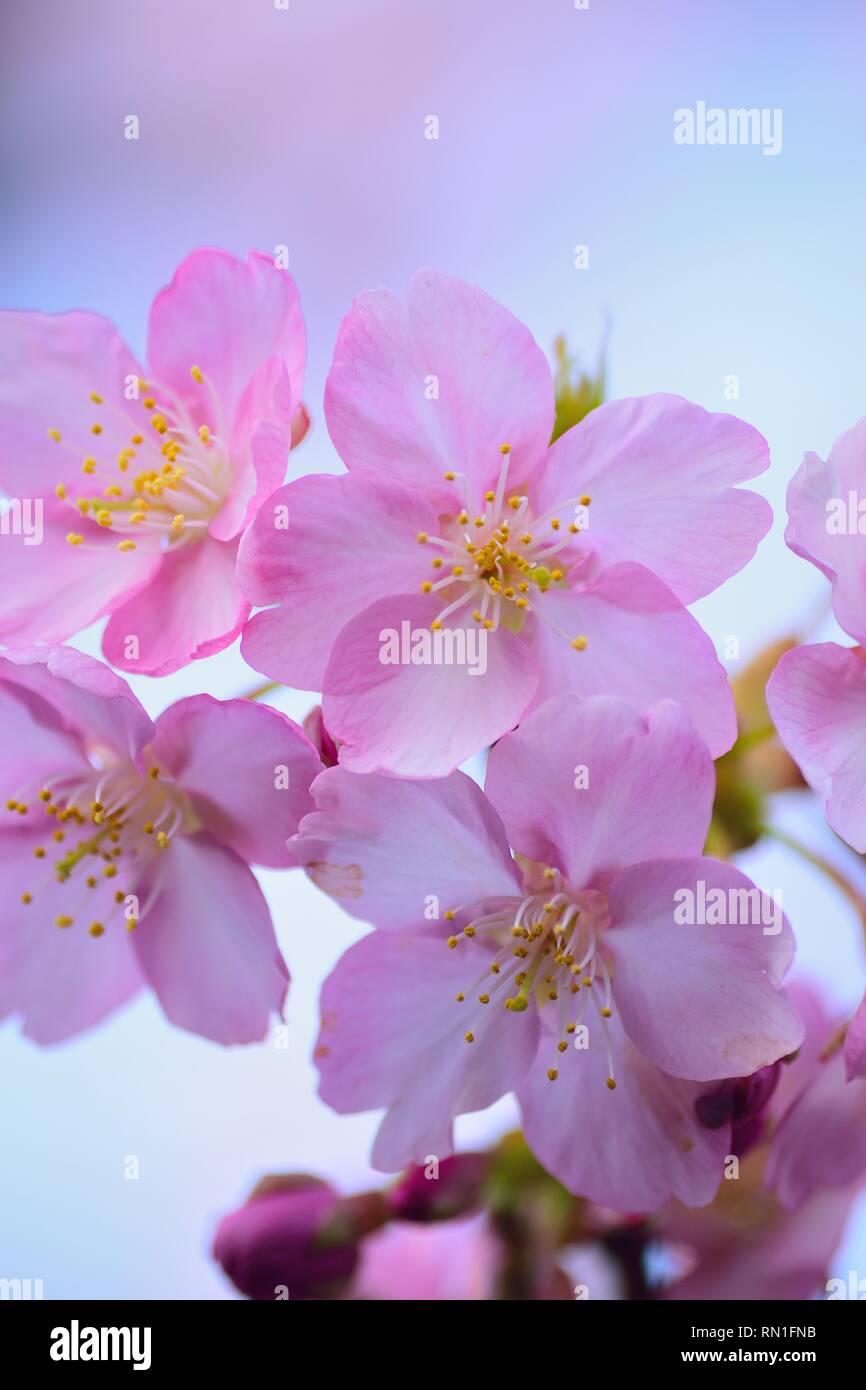 Macro details of pink Cherry blossoms in Japan Stock Photo - Alamy