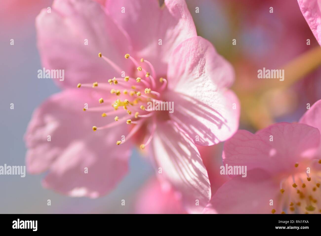 Macro details of pink Cherry blossoms in Japan Stock Photo - Alamy