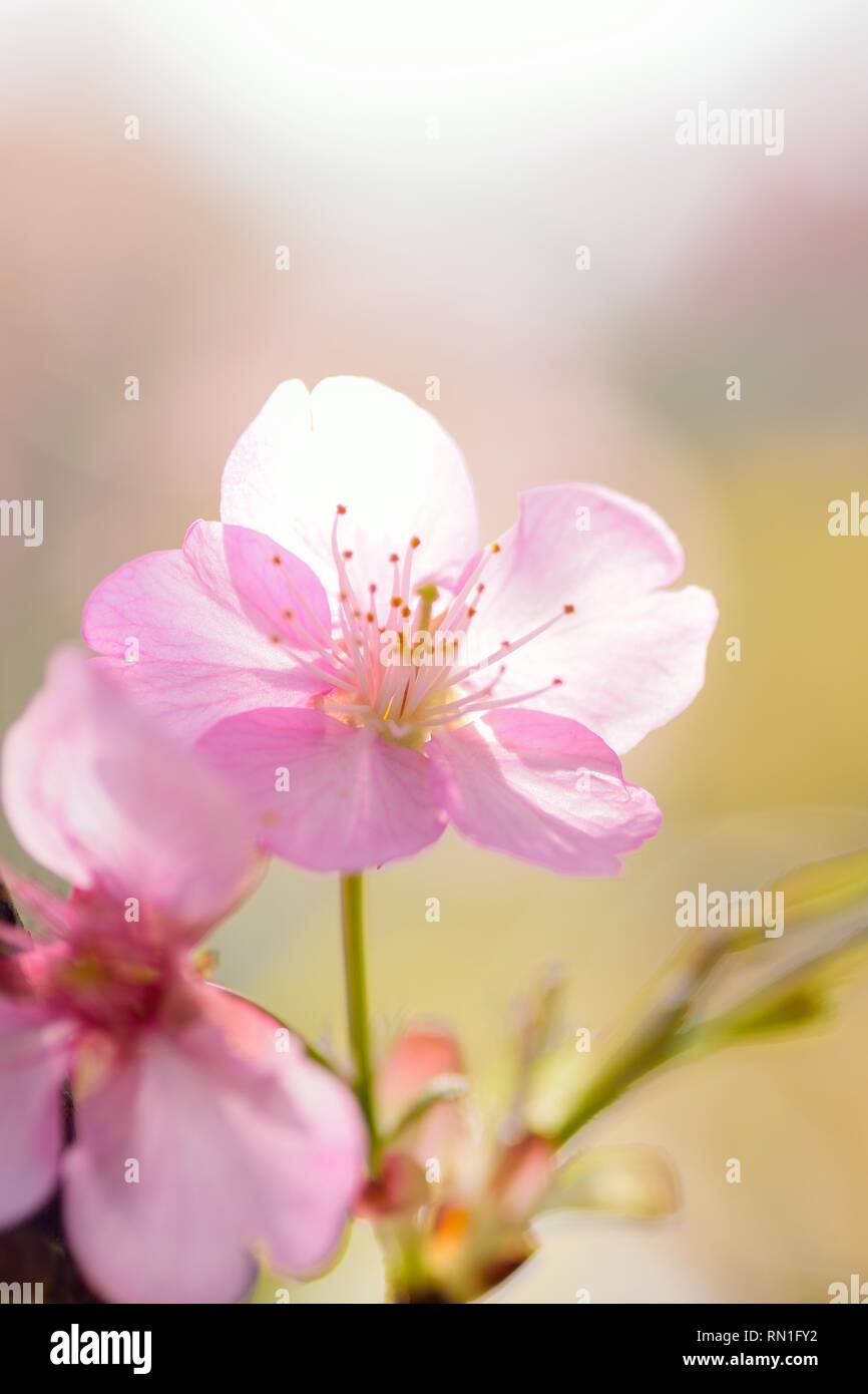 Macro details of pink Cherry blossoms in Japan Stock Photo - Alamy