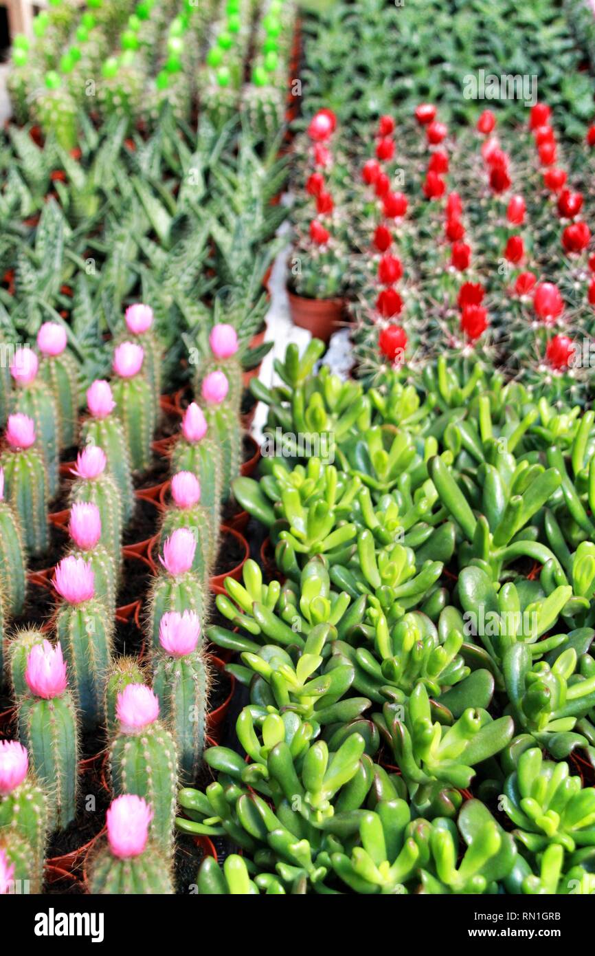 Colorful Pots of differents kinds of graft cactus and succulents