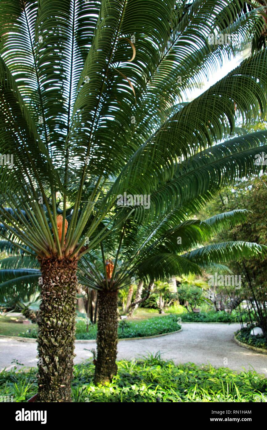 Cycas Revoluta plant in the garden in Elche, Alicante Stock Photo