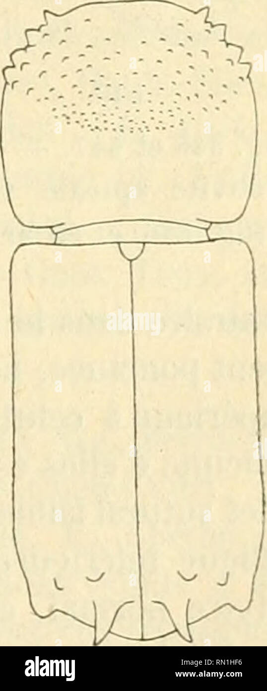 . Annales de la Société entomologique de France. Insects; Entomology. Iicvisioii (Icit P&gt;()sl)-!irliidi'S. o2o Sysl. I, 2, p. 359 (M. —Herbst 1793. Kiif. V, p. 39, pi. 46, f. 10. — Pan- zei- 179o, Ent. Germ., Eleiitli.. p. 282; id. 1796 (?), Faun. Ins. Germ. init., od. 2, XXXV. l.ï. — Latreillo 1807, Gen. Crust. et Ins., III. p. 6. — Duftschmid 182o, Faun. auslr. III, p. 86. — A. Costa 18o7, Degl'Ins. che attacli. l'albero etc., p. 127, pi. 8, f. C. — Rodtenha- chcr 1874, Faun. Austr. od. 3, II, p. 60. — Canierano 1880 in Xnn. Ac. Ag7 di Torino XXIII, p. o. bidentatum + (non Hcrbst) Rossi  Stock Photo