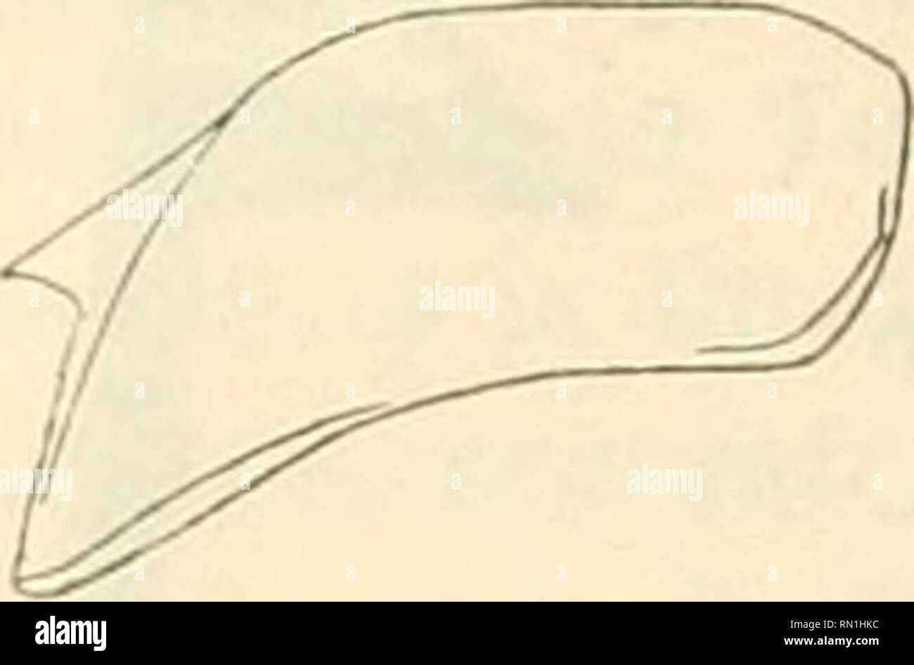 Do Limite Insect Linement hi-res stock photography and images - Alamy