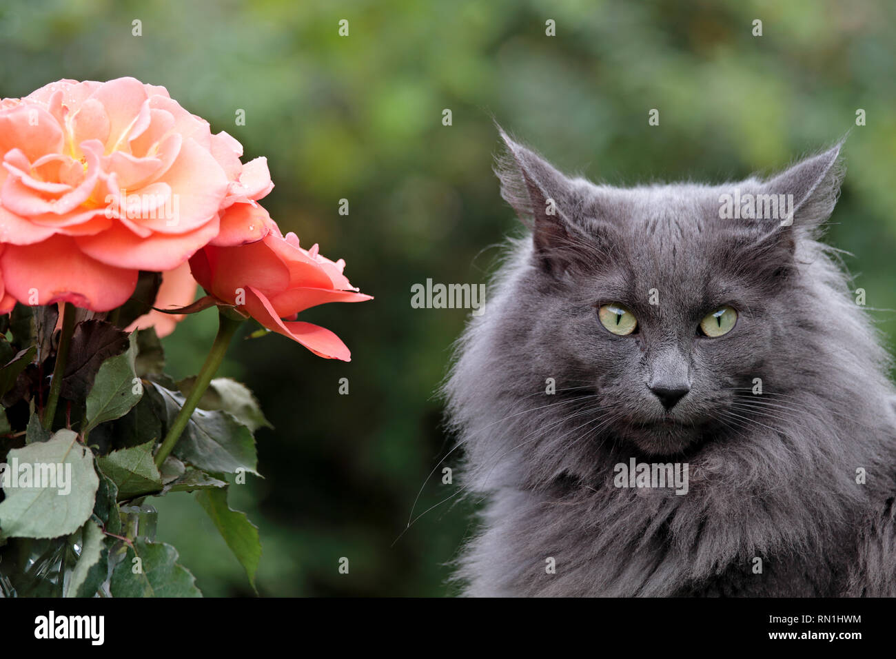 A blue norwegian forest cat female with very strict expression and  beautiful red roses in garden Stock Photo