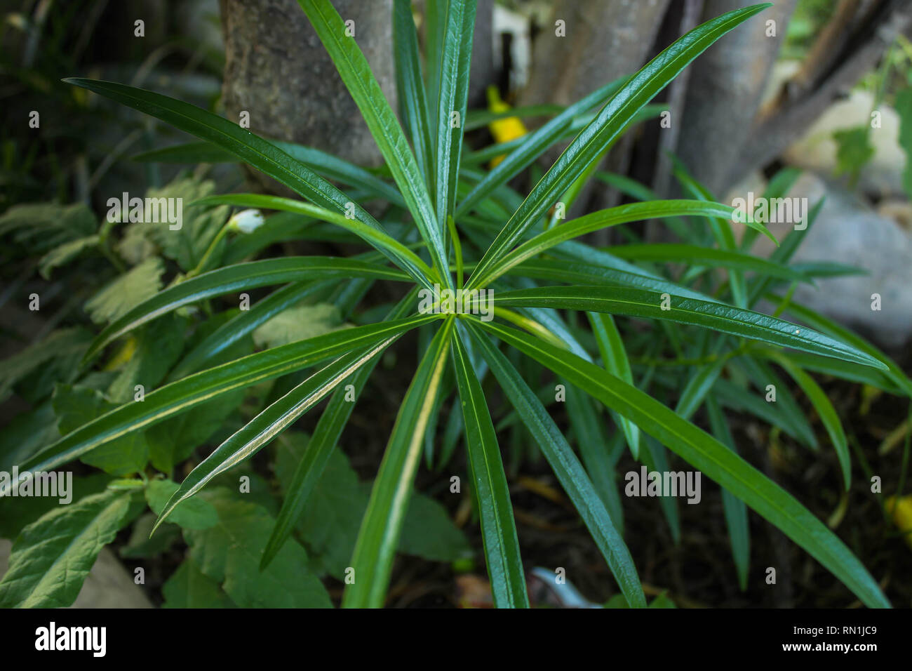 Hojas planta hi-res stock photography and images - Alamy
