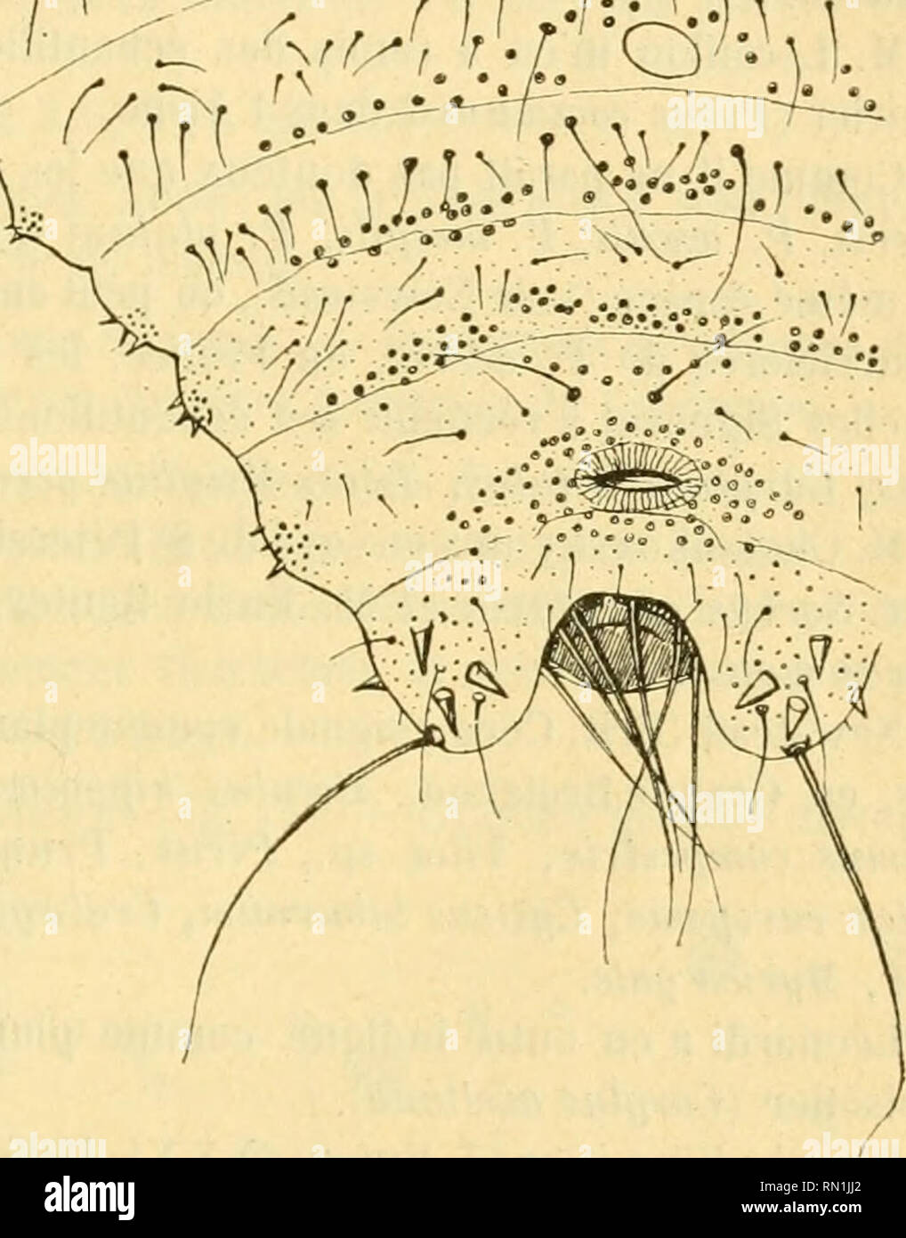 Page 7 Peti High Resolution Stock Photography And Images Alamy