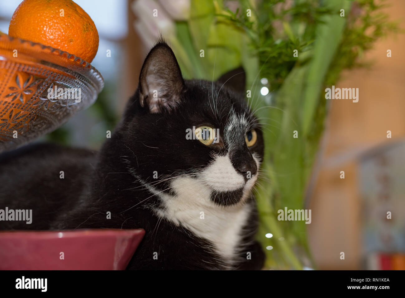 black and white cat lying at table indoors Stock Photo