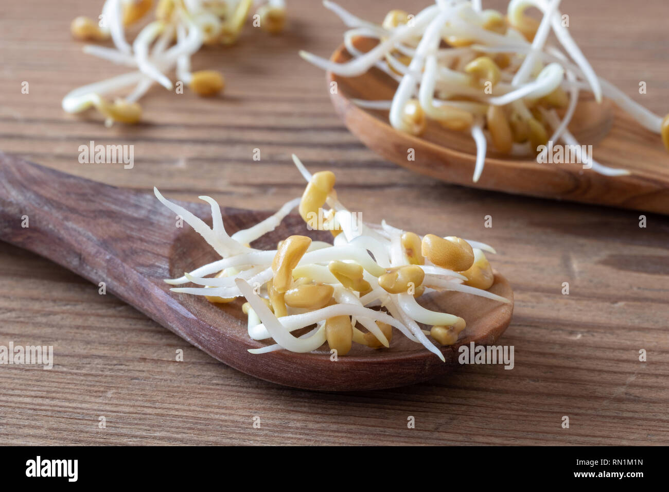 Sprouted fenugreek seeds on a wooden spoon Stock Photo