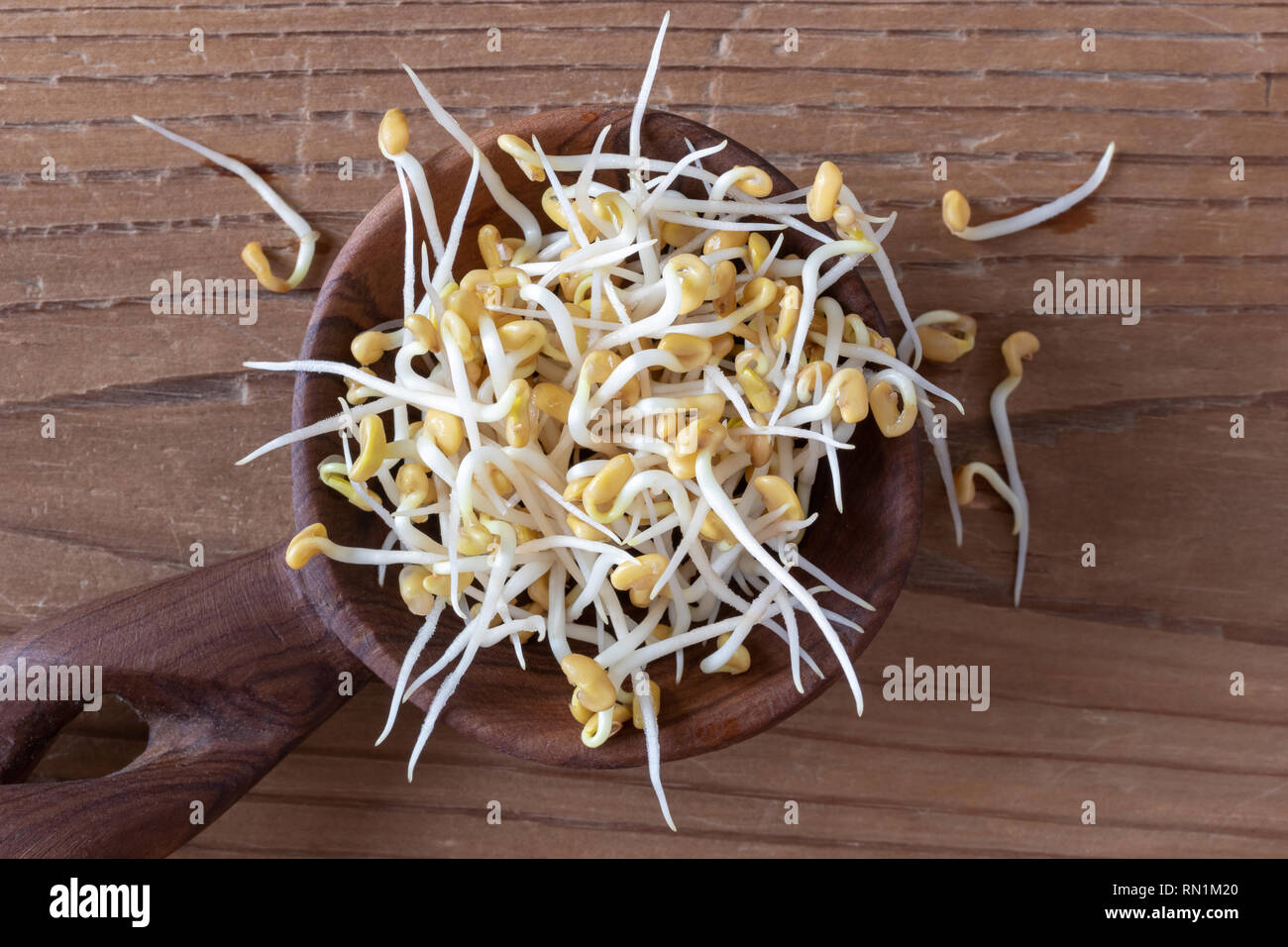 Sprouted fenugreek seeds on a wooden spoon, top view Stock Photo