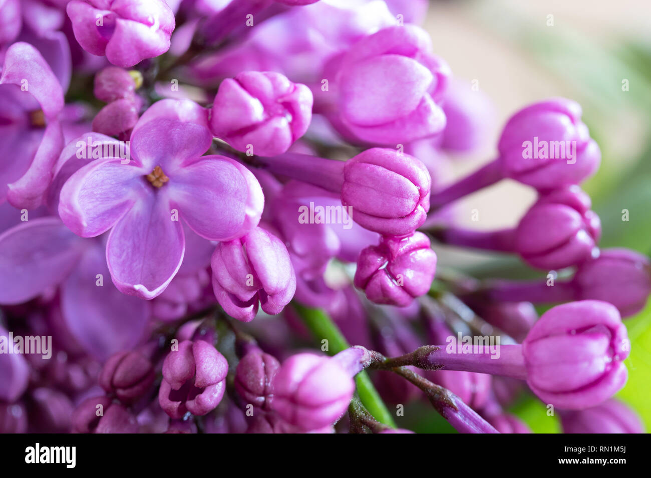 Lilac Flowers Blooming In May Selective Focus Stock Photo Alamy