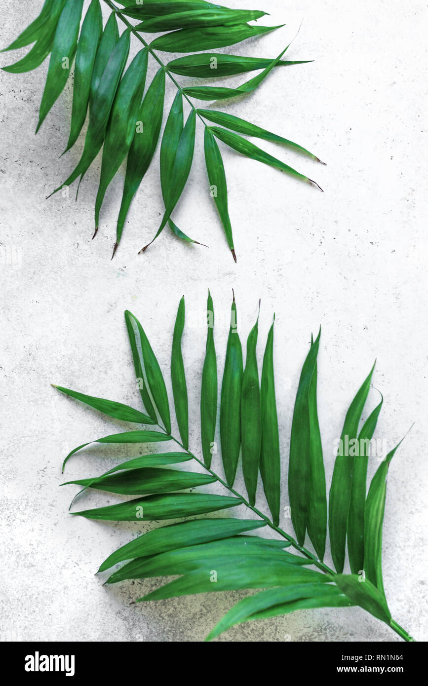 Summer tropical palm leaves flat lay on white background, blank design ...