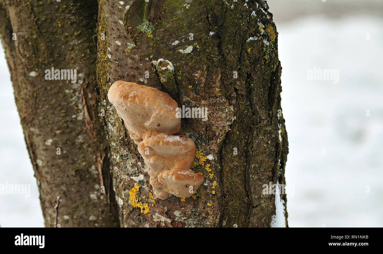 tree trunk grown with fire sponge, moss and lichens Stock Photo