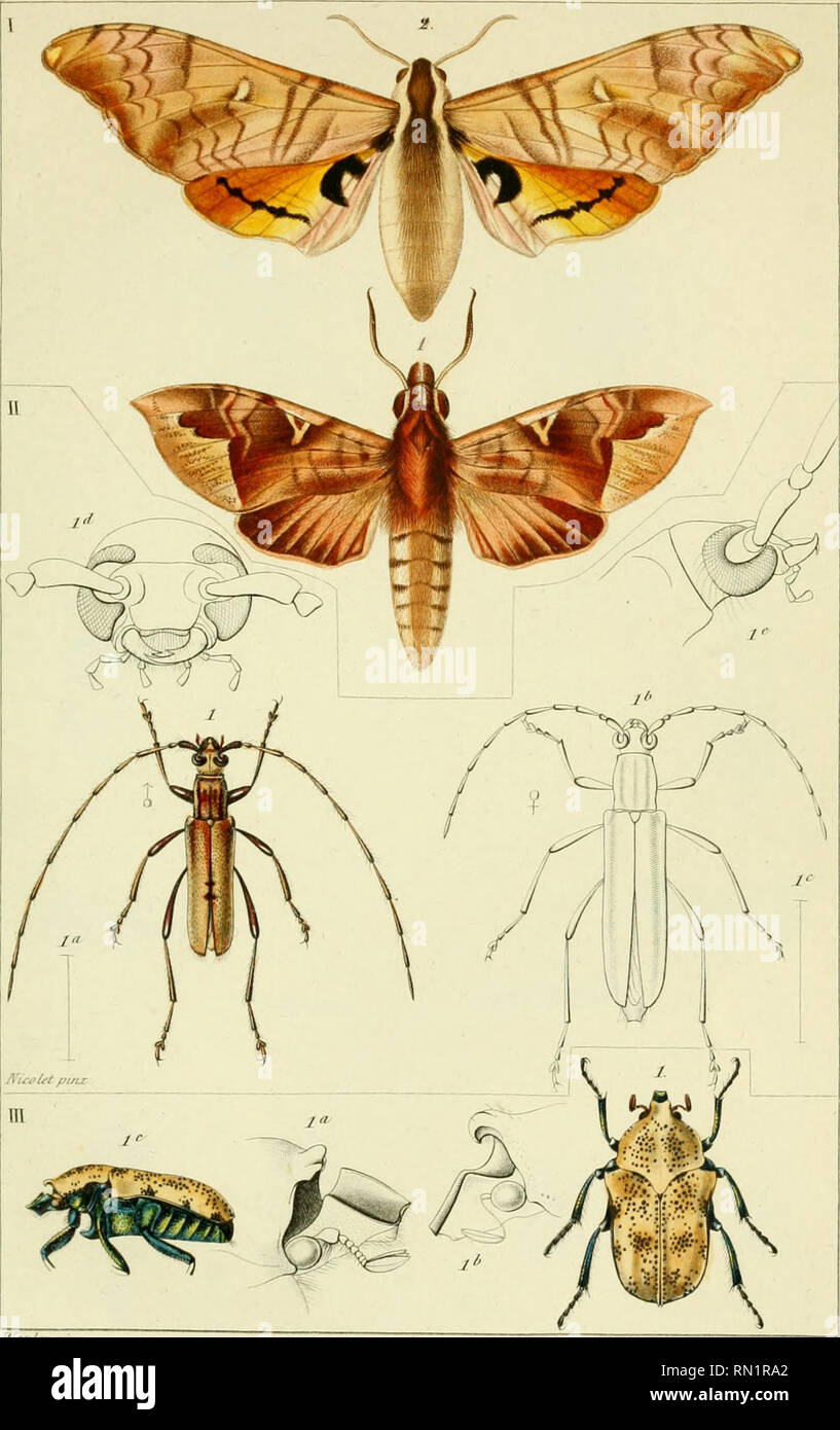 . Annales de la Société entomologique de France. Insects; Entomology. j4/i/uile,f Je laSociéié rntomolai/u/ue de Fra/uv. 3'Série- Tome ^.(1857).PL/3.. li^tt/'/fy jniu- /x^iuffit .1,-, 1. /. Zû/u'/iti St/u//i/&gt;ivi. /.unis. -&gt;. Snii'rin//ui,f l/ii/ssi/i/rfis /.,mt.'. 11. /fûsm/ii /i&gt;/iii'nf(&gt;,viu/i. /.,,r/ll/l ,1 /,lll/./ilT(/('i S„//e Tourfaue, uilf f&gt;.r i/&amp;ie}irnii'j,Pari.i.. Please note that these images are extracted from scanned page images that may have been digitally enhanced for readability - coloration and appearance of these illustrations may not perfectly resemble  Stock Photo