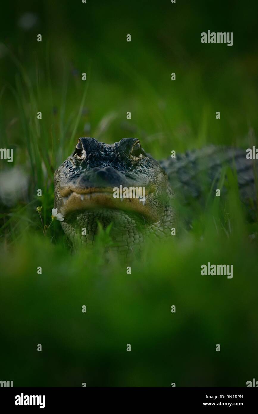 Aligator. One of the most common animals in Florida. American alligator (Alligator mississippiensis) looking at camera. Selective focus on head. Stock Photo