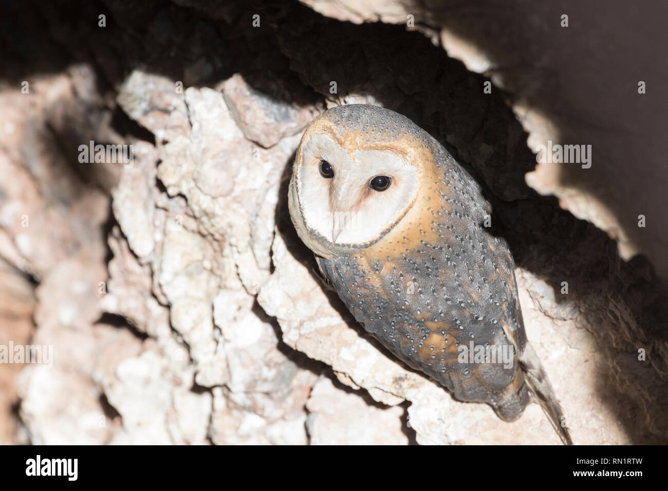 Western Barn Owl or Ghost Owl, Tyto alba, rosoting in a deep disused rocky well shaft, Kgalagadi Transfrontier Park, Northern Cape South Africa Stock Photo