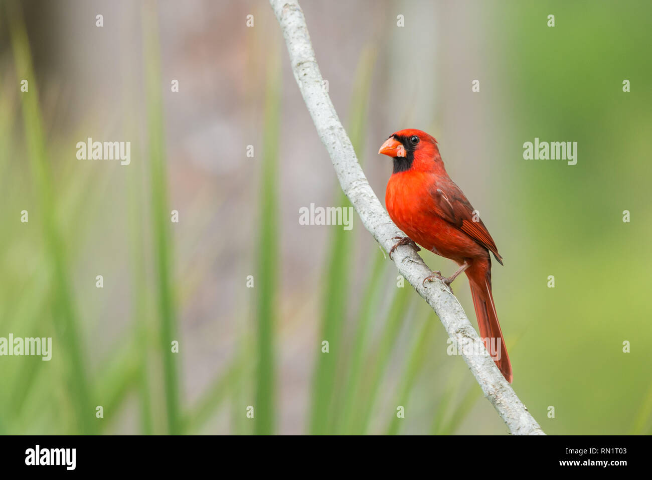 Northern cardinal (Cardinalis cardinalis). One of the most common birds
