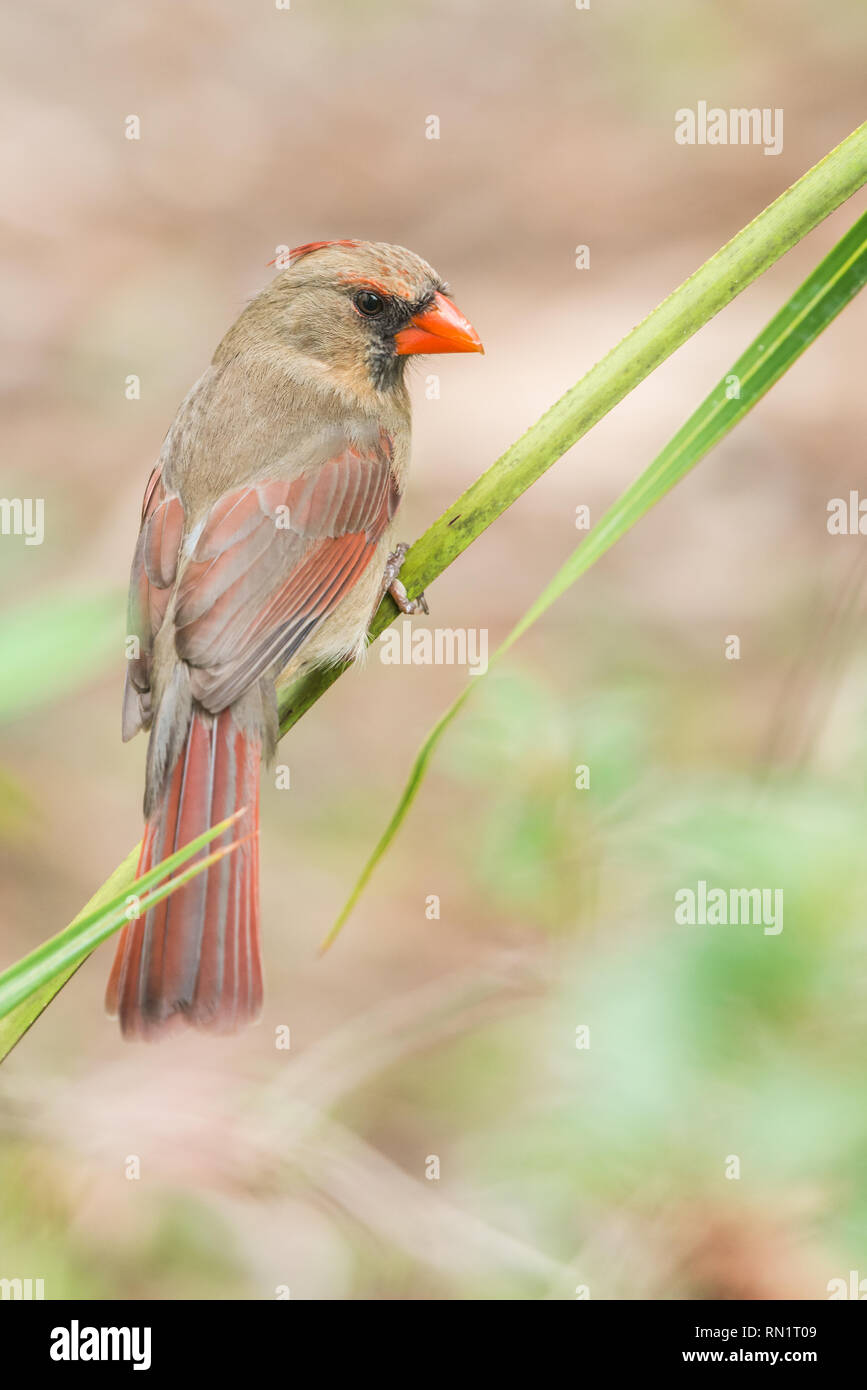 Northern cardinal (Cardinalis cardinalis). One of the most common birds