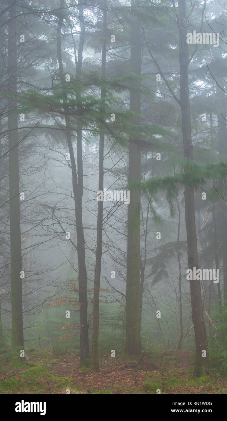 Trinity Hill, East Devon, UK. 16th February 2019. UK Weather:  Thick fog envelopes the woodland at East Devon beauty spot, Trinity Hill. Tall trees loom eerily from the fog.  Credit: PQ/Alamy Live News Stock Photo