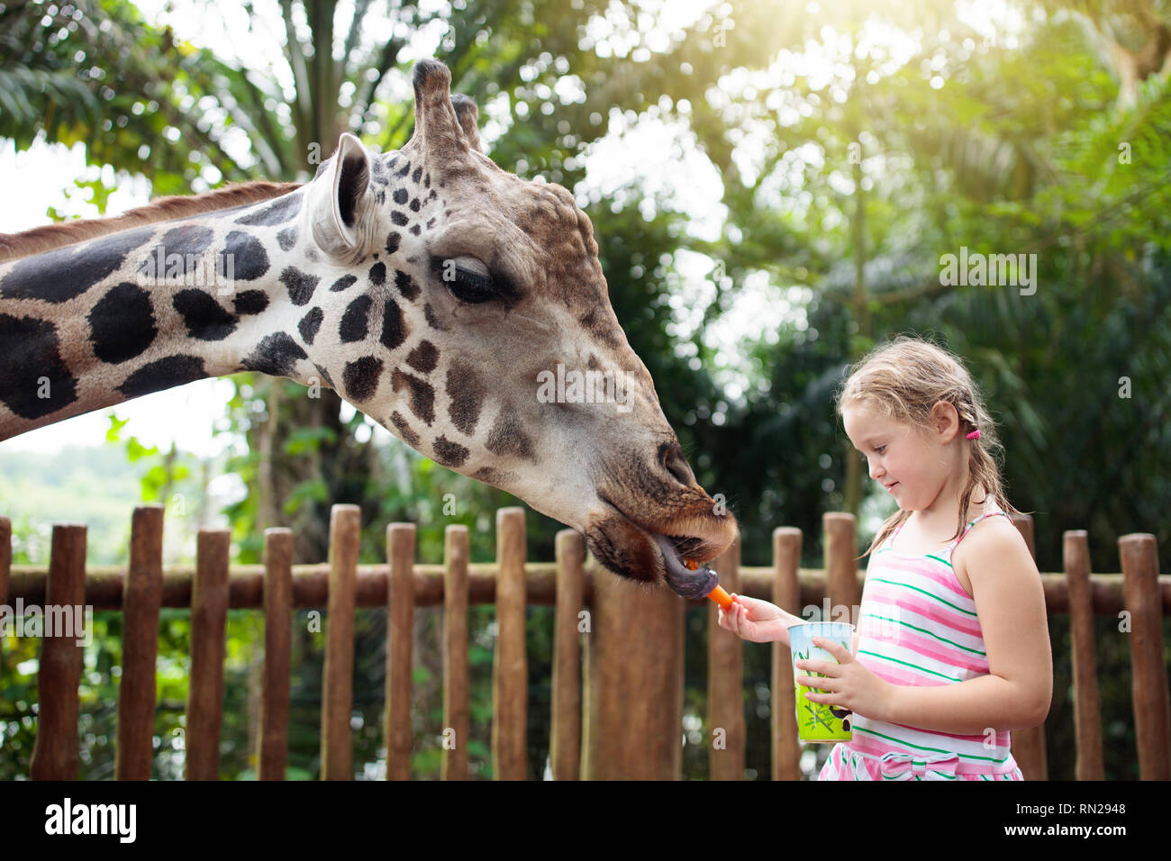 Family feeding giraffe in zoo. Children feed giraffes in tropical