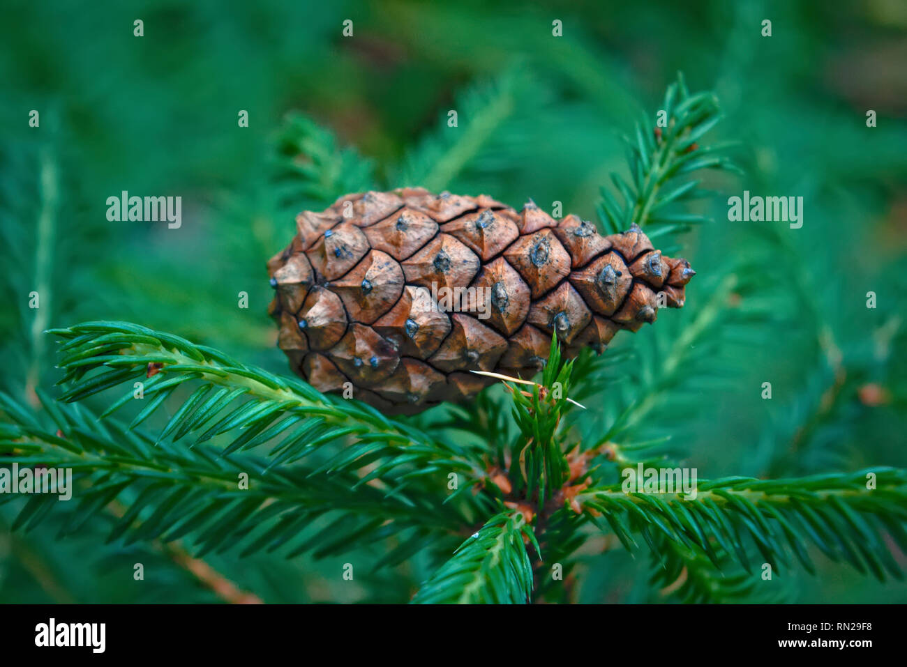 Beautiful color Fir cone on green branches Stock Photo