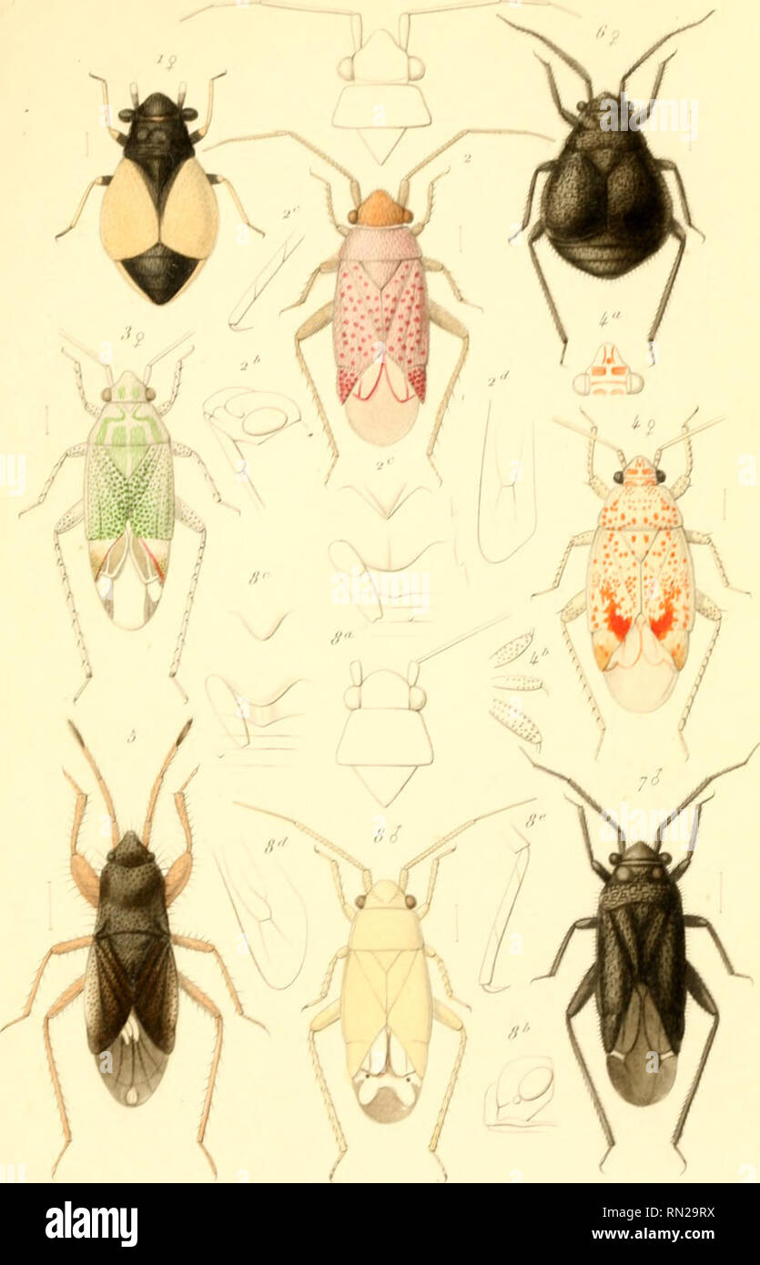 . Annales de la Société entomologique de France. Insects; Entomology. Alin,ll,:i-ilf /,i Siiiw'/i- .?/lf,i/rio/.-,/n,,„- ,/r /'/?.///.v '',m,-/iu/mi /''. /i,-he, p'. 1. Orllioirfi/ititii.i /ilu/iir.i/ l'iit k- l'-&gt;ii/Ji'-i/&gt;&quot;fir/)///.i- rii/)i///j.i Fii-li ,?! l'ni. .'/, Mi&gt;)ffi/t&gt;mi//i,f r/i&gt;/i . /?'/.•/&lt; .V, .Hfn/o/it///.i; Fir/i i-l /'iii l&gt; el -i. (hlJn&gt;iff&gt;/ui/n,i- loiin 4/111,1. FirJ-i'i l'ul /) ll,l,//,,/&gt;/ll/i:&gt; .r„/fl/lllli'//,l . Fl,-h ,'/ fui l/tip. LanufttrfiuJ: . t'uritf.. Please note that these images are extracted from scanned page images t Stock Photo