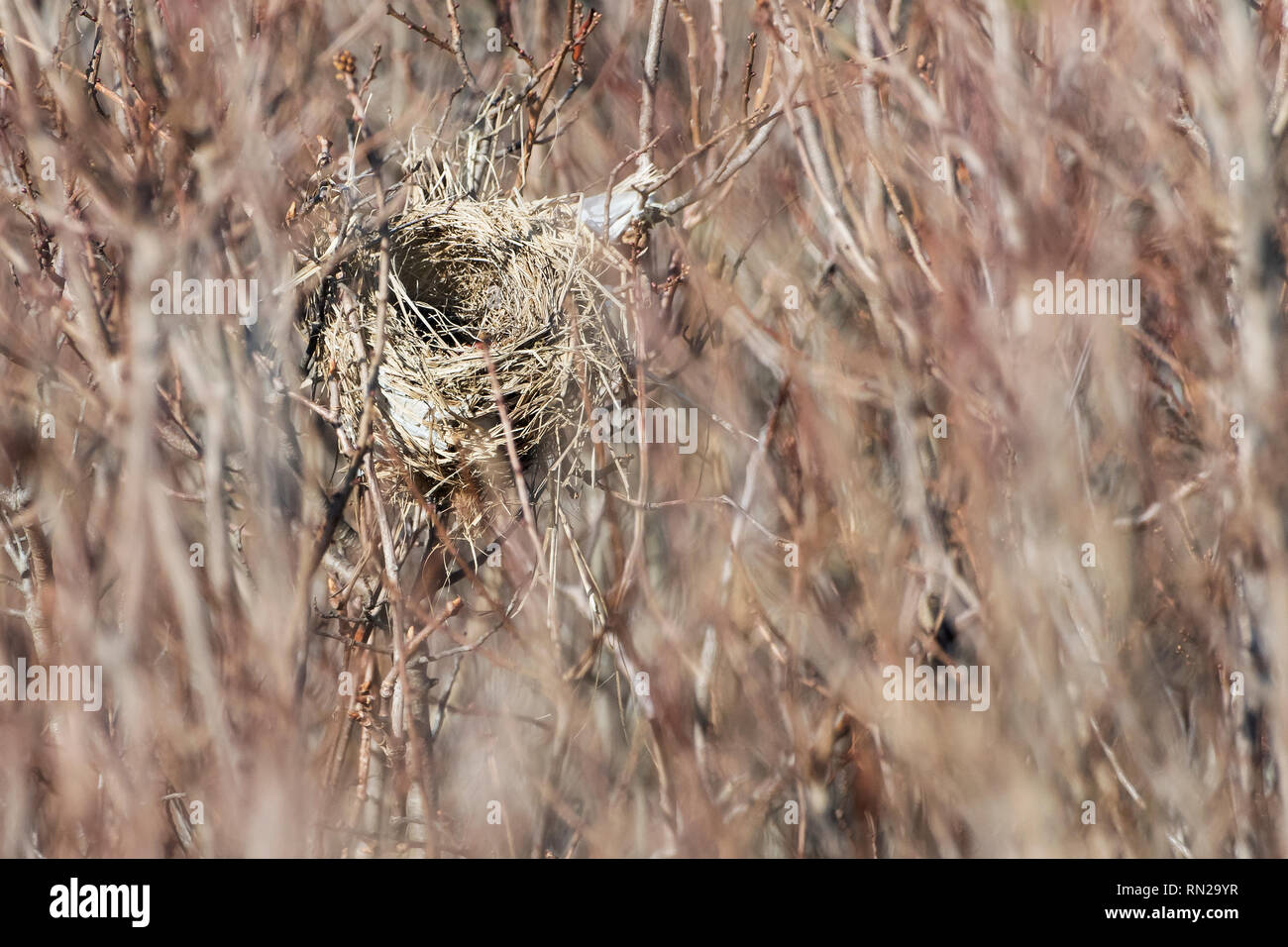 Songbird at nest hi-res stock photography and images - Alamy