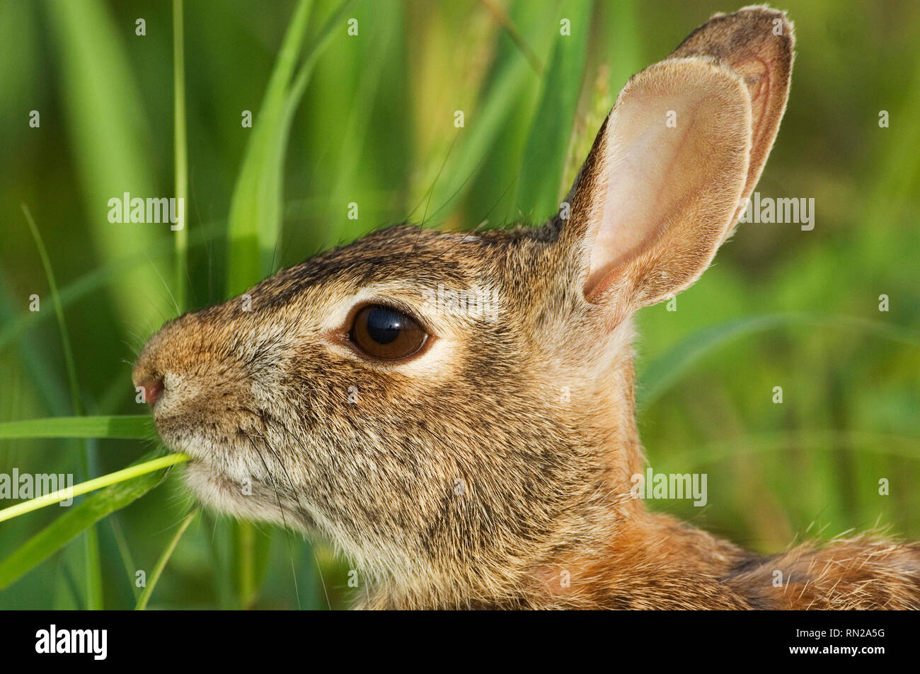 Eastern cottontail rabbit Stock Photo Alamy