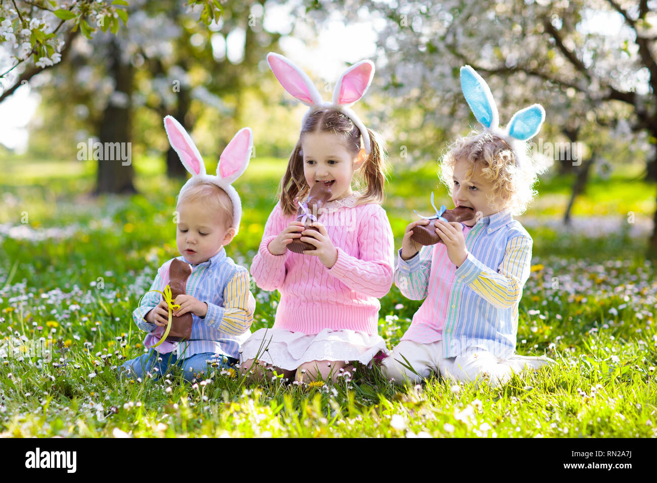 Kids with bunny ears on Easter egg hunt in blooming cherry blossom garden. Little boy and girl eat chocolate rabbit. Spring flowers and eggs basket in Stock Photo