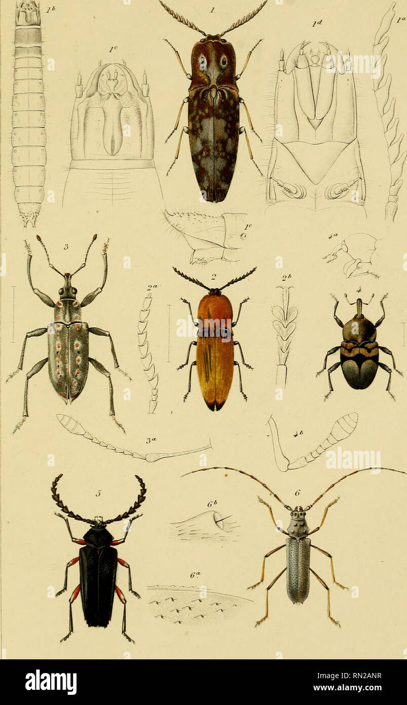 Annales De La Societe Entomologique De France Jjinale S De La Societe Entomolo Ique De France 3 Serie Tome Ni 15 N L L Aila L Fl I Sd R J Rocpoiu O A Gt Ijf Lt I I I S Ide 5 So Cnop C I Noni I Sar C D Annales De La Societe Entomologique De France Jjinale S De La Societe Entomolo Ique De France 3 Serie Tome Ni 15 N L L Aila L Fl I Sd R J Rocpoiu O A Gt Ijf Lt I I I S Ide 5 So Cnop C I Noni I Sar C D