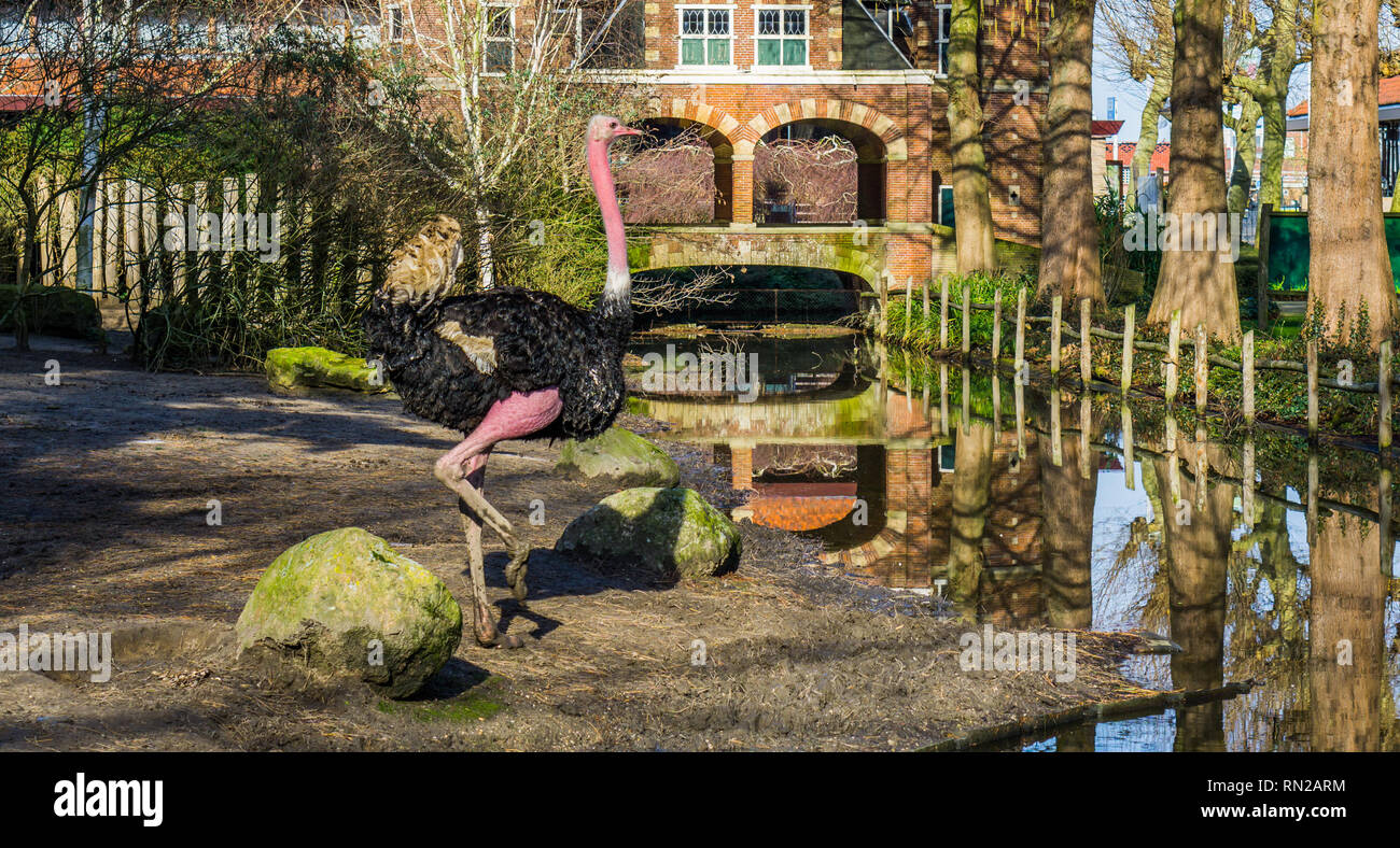 male north african ostrich, also called red necked ostrich, tropical and critically endangered bird specie from Africa Stock Photo