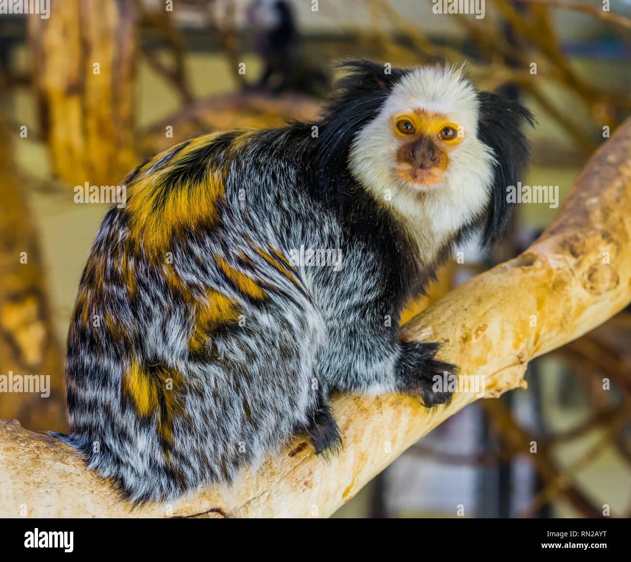 closeup portrait of a white headed marmoset, a popular and exotic monkey  from brazil, Exotic zoo animal Stock Photo - Alamy