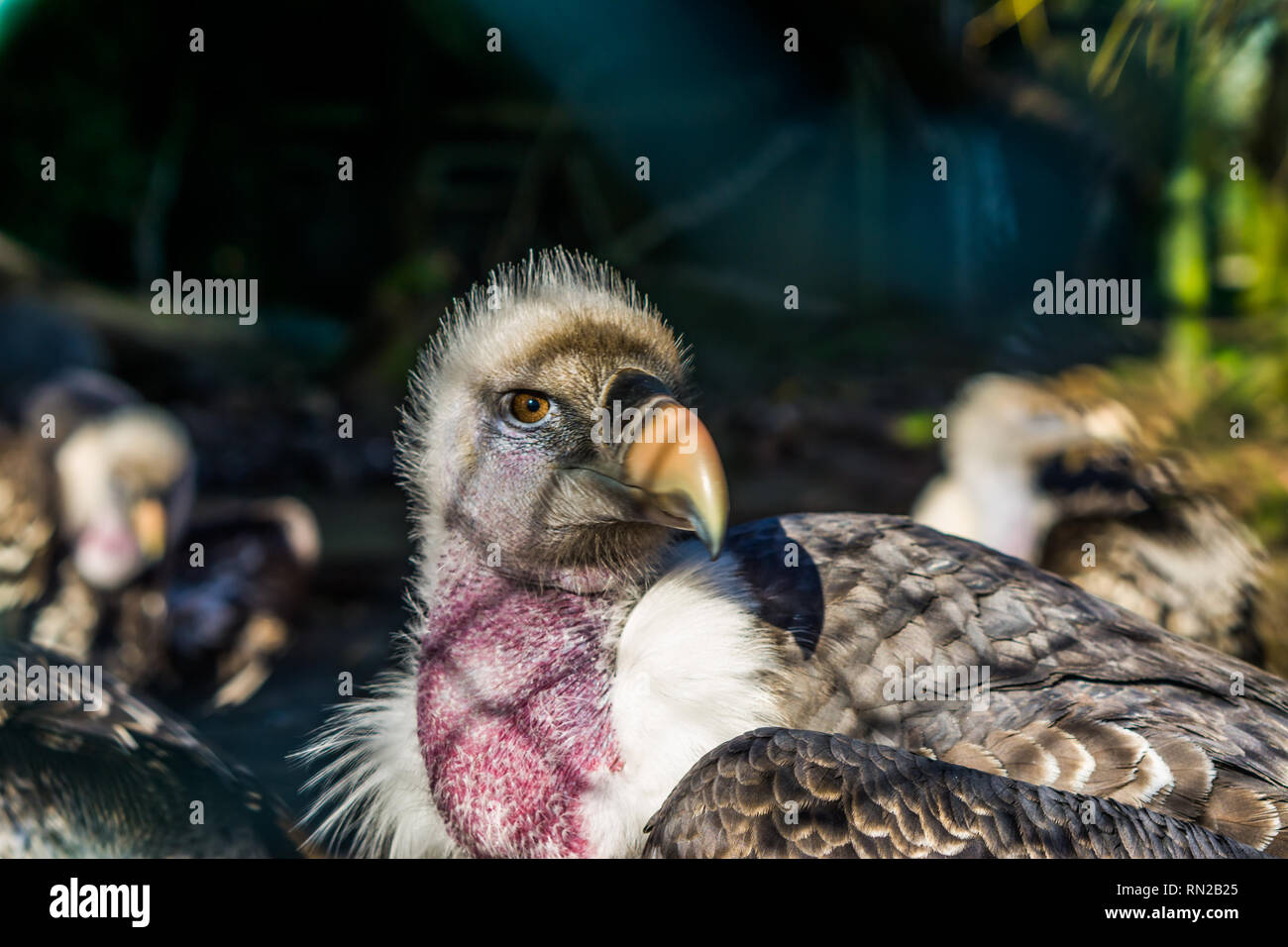 ruppell's vulture head in closeup, tropical and critically endangered specie the sahel region of Africa Stock Photo